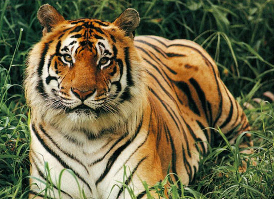 ვეფხვი Bengal Tiger - ის სურათი