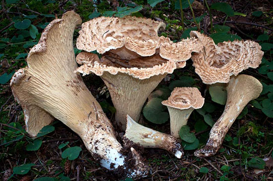 Turbinellus kauffmanii  - Mushroom Species Images