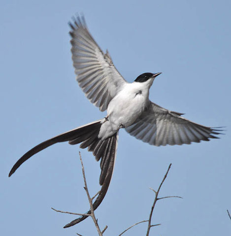 Fork-tailed Flycatcher - Bird Species | Frinvelis jishebi | ფრინველის ჯიშები