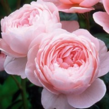 Queen of Sweden - Own Root - Rose Varieties | VARDI | ვარდი                                                                                                                