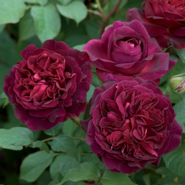 Munstead Wood - Rose Varieties | VARDI | ვარდი                                                                                                                