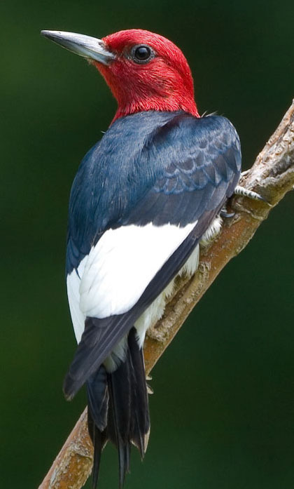 Red-headed Woodpecker - Bird Species | Frinvelis jishebi | ფრინველის ჯიშები