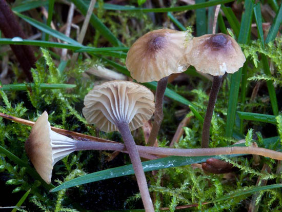 Rickenella swartzii - Fungi species | sokos jishebi | სოკოს ჯიშები