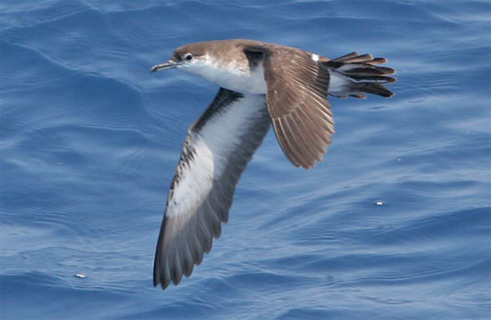 Audubon's Shearwater - Bird Species | Frinvelis jishebi | ფრინველის ჯიშები