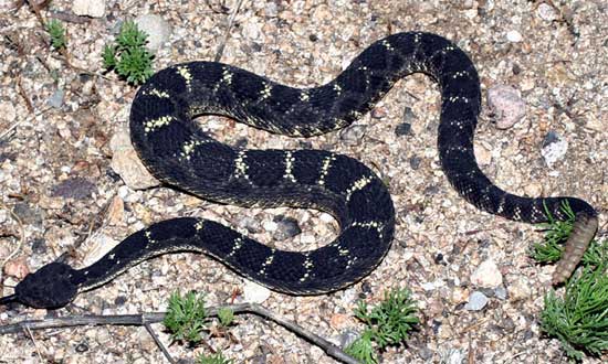 Crotalus oreganus cerberus - Arizona Black Rattlesnake - snake species | gveli | გველი