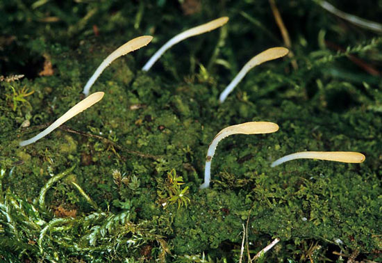 Multiclavula mucida - Mushroom Species Images