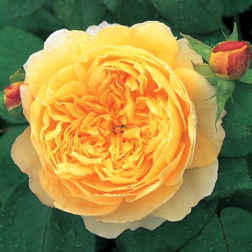 Charles Darwin - Rose Varieties | VARDI | ვარდი                                                                                                                