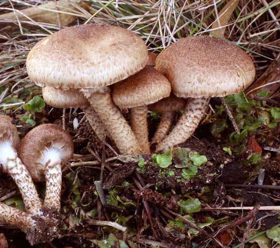 Pholiota terrestris - Fungi species | sokos jishebi | სოკოს ჯიშები