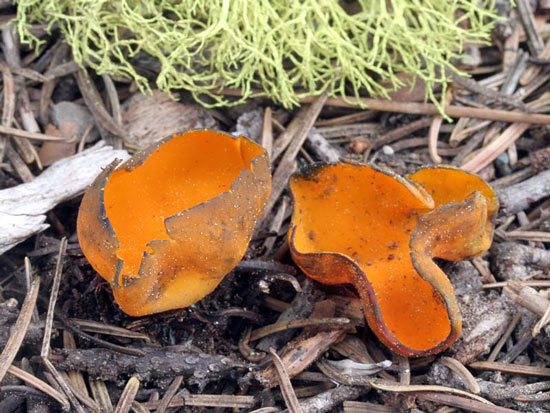 Caloscypha fulgens - Mushroom Species Images