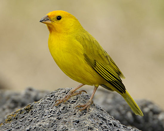 Saffron Finch - Bird Species | Frinvelis jishebi | ფრინველის ჯიშები