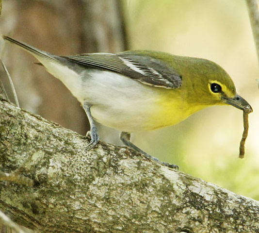 Yellow-throated Vireo - Bird Species | Frinvelis jishebi | ფრინველის ჯიშები