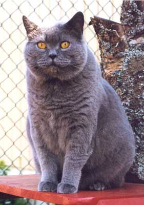 British Shorthair 3 - cat Breeds | კატის ჯიშები | katis jishebi