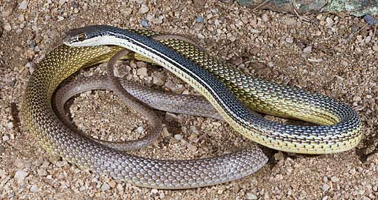 SONORAN WHIPSNAKE  Coluber bilineatus - snake species | gveli | გველი