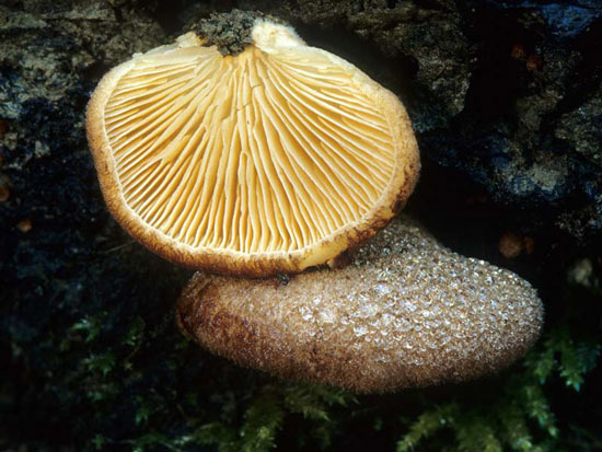 Crepidotus crocophyllus - Mushroom Species Images