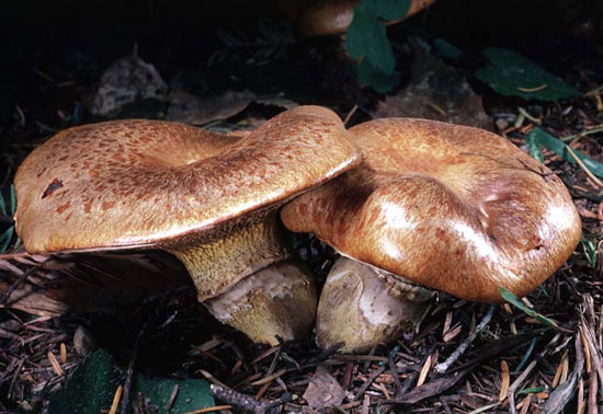 Suillus caerulescens - Fungi species | sokos jishebi | სოკოს ჯიშები