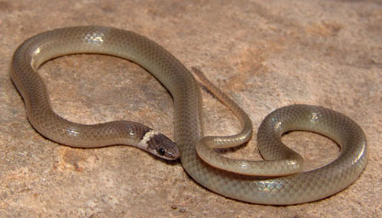  CHIHUAHUAN BLACK-HEADED SNAKE <br />    Tantilla wilcoxi - snake species | gveli | გველი