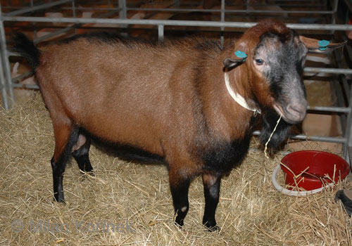 Brown Shorthair Goat - goats Breeds | txis jishebi | თხის ჯიშები