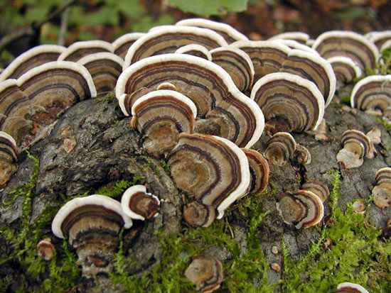 Coriolus versicolor: Trametes versicolor - Fungi species | sokos jishebi | სოკოს ჯიშები