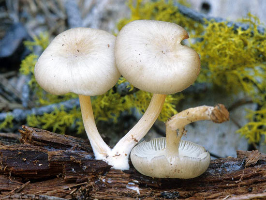 Clitocybula abundans  - Mushroom Species Images
