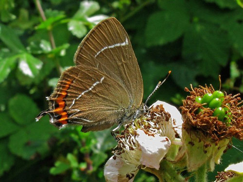 White-letter Hairstreak - Butterfly species | PEPLIS JISHEBI | პეპლის ჯიშები
