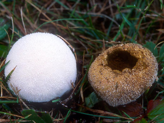 Vascellum pratense - Fungi species | sokos jishebi | სოკოს ჯიშები