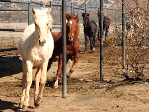 Colonial Spanish 1 - horse Breeds | ცხენის ჯიშები| cxenis jishebi