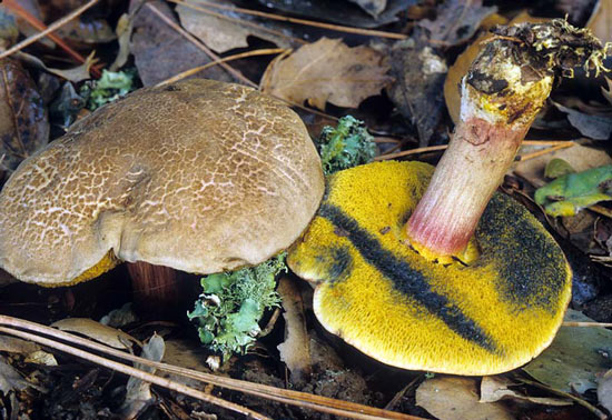 Boletus truncatus - Mushroom Species Images