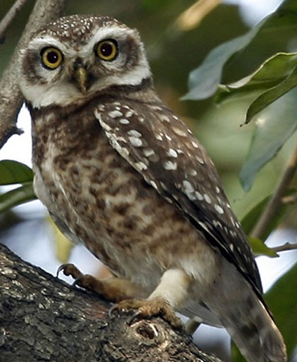Spotted Owl - Bird Species | Frinvelis jishebi | ფრინველის ჯიშები