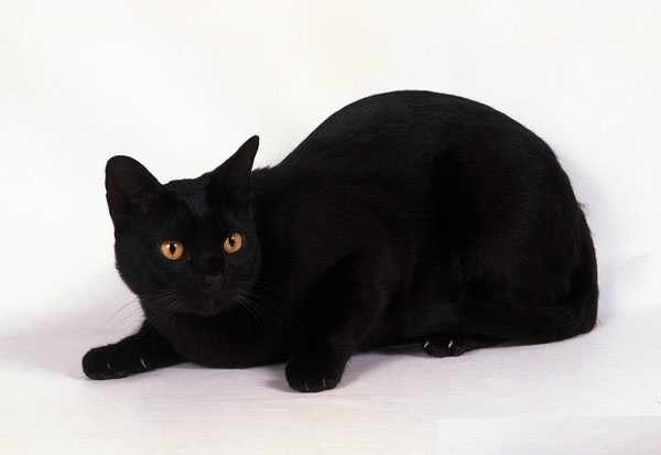 Asian (cat) - cat Breeds | კატის ჯიშები | katis jishebi