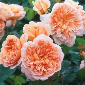 Tea Clipper - Rose Varieties | VARDI | ვარდი                                                                                                                