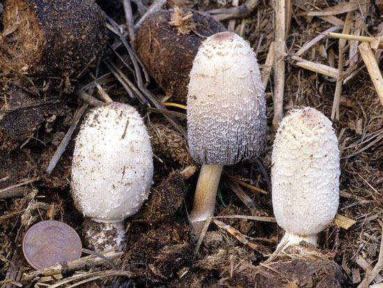 Coprinus sterquilinus - Fungi species | sokos jishebi | სოკოს ჯიშები