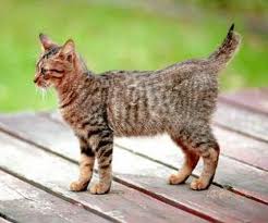 American Bobtail  2 - cat Breeds | კატის ჯიშები | katis jishebi