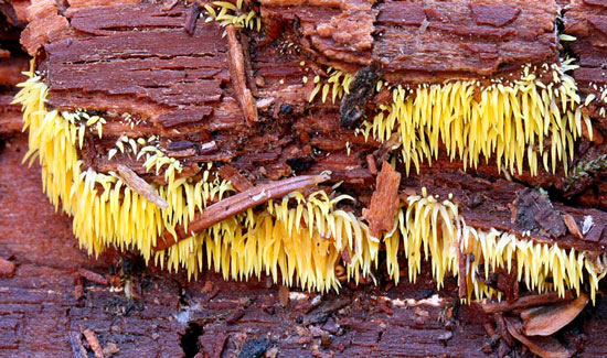 Mucronella flava - Fungi species | sokos jishebi | სოკოს ჯიშები