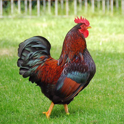 Barnevelder - chicken Breeds | ქათმის ჯიშები | qatmis jishebi