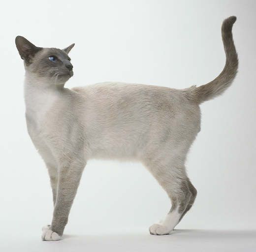 Snowshoe - cat Breeds | კატის ჯიშები | katis jishebi