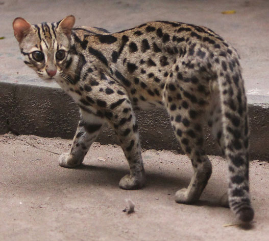 Leopard Cat - wild cats - lynx | ფოცხვერი | focxveri