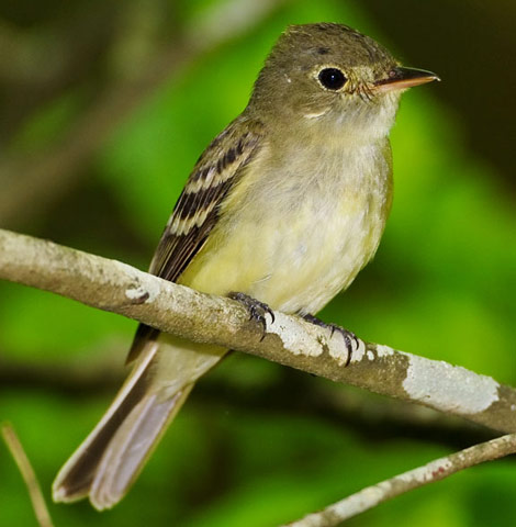 Acadian Flycatcher - Bird Species | Frinvelis jishebi | ფრინველის ჯიშები