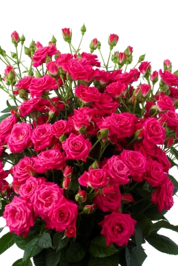Lovely Lydia - Rose Varieties | VARDI | ვარდი                                                                                                                