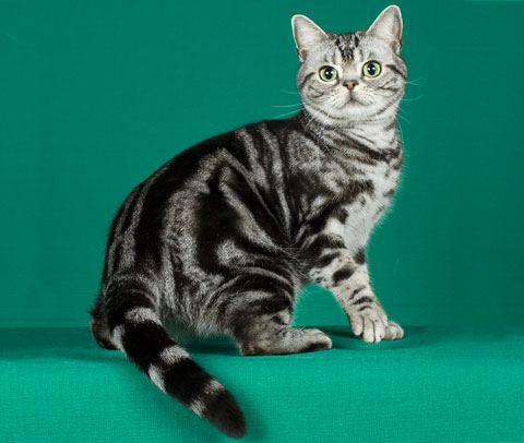 American Shorthair 1 - cat Breeds | კატის ჯიშები | katis jishebi