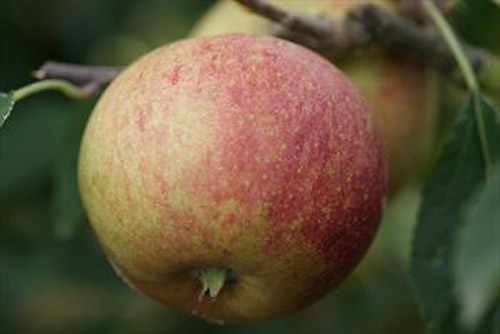 Laxton's Superb - Apple Varieties