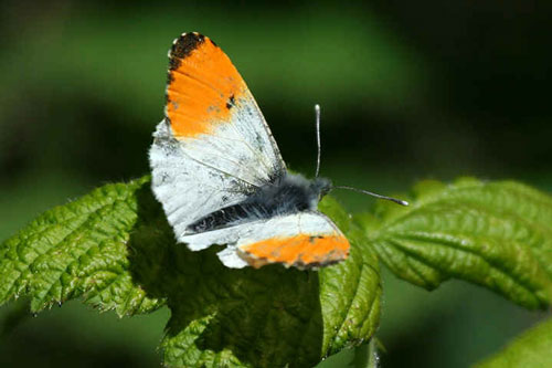 Orange Tip - Butterfly species | PEPLIS JISHEBI | პეპლის ჯიშები