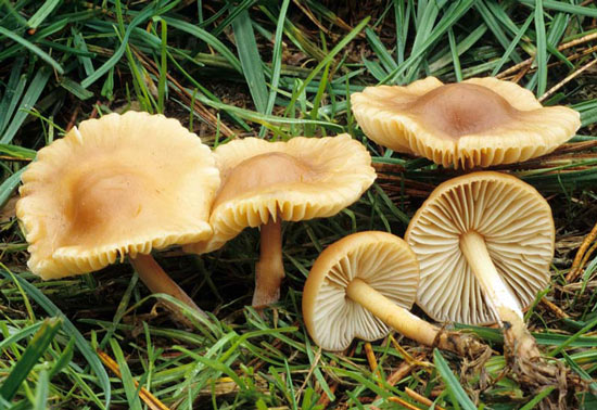 Fairy Ring Mushroom: Marasmius oreades - Fungi species | sokos jishebi | სოკოს ჯიშები