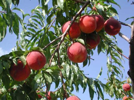 Harrow Beauty - Peach Varieties