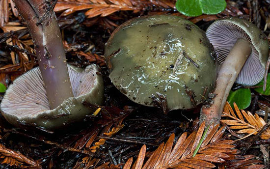 Phaeocollybia fallax - Mushroom Species Images