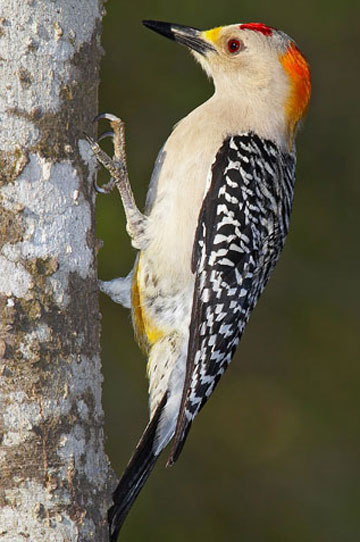 Golden-fronted Woodpecker - Bird Species | Frinvelis jishebi | ფრინველის ჯიშები