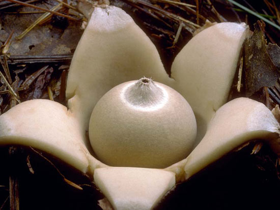 Geastrum saccatum - Fungi species | sokos jishebi | სოკოს ჯიშები