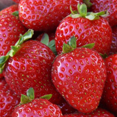 Monterey - Strawberry Varieties