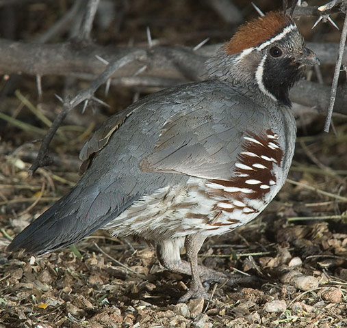 Gambel's Quail - Bird Species | Frinvelis jishebi | ფრინველის ჯიშები
