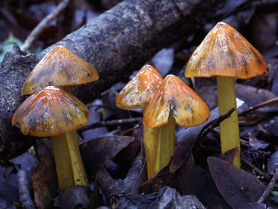 Hygrocybe conica - Mushroom Species Images
