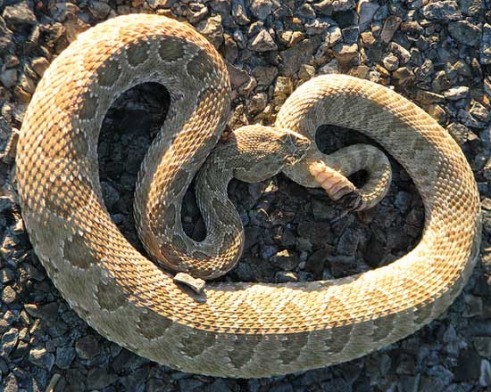 Crotalus oreganus concolor  - Midget Faded Rattlesnake - snake species | gveli | გველი